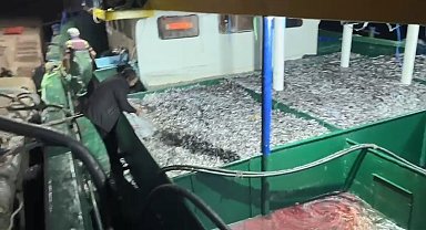 Fırtınanın ardından denize açılan balıkçılar kasalar dolusu hamsilyle döndü