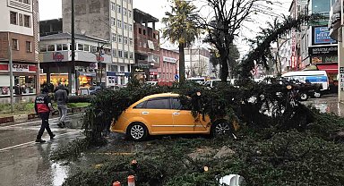 Fırtınanın devirdiği ağaç taksilere zarar verdi