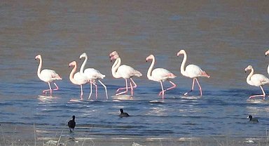 Flamingolar Van'ı çok sevdi