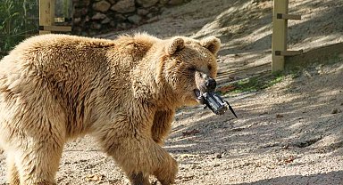 Gazetecilerin su havuzuna düşen dronunu boz ayı kurtardı