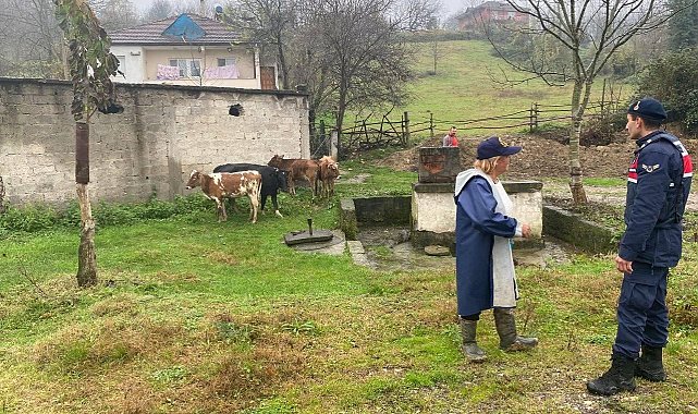 Gökçebey'de kayıp büyükbaş hayvanlar sahibine teslim edildi