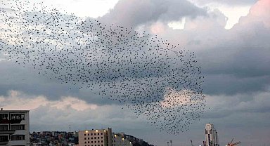Gökyüzünde sığırcık şöleni