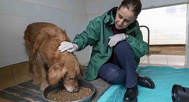 Görme engelli köpekler 'Aşil ve Çakıl' sahiplendirilmeyi bekliyor