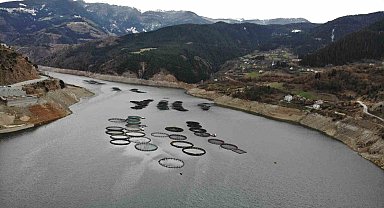 Gümüşhane'nin karlı dağlarının arasından dünyaya balık ihracatı