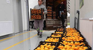 Hatay'ın mandalinasına Nilüfer desteği