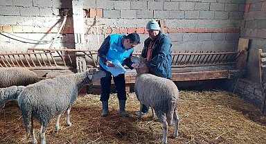 Hisarcık'ta koyun, keçi sayımı ve buzağı küpeleme çalışmaları