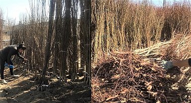 Iğdır'da açıkta ve araç üzerinde fidan satışı yasaklandı