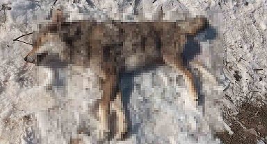 İlçeye inen kurdu çoban köpekleri boğdu