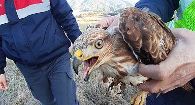 Jandarmanın bulduğu yaralı şahin tedavi altına alındı