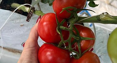 Jeotermal ısıtmalı sera projesinde ilk hasat yapıldı