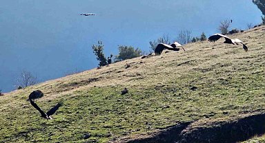 Kahramanmaraş'ta nesli tükenmekte olan akbabalar görüntülendi