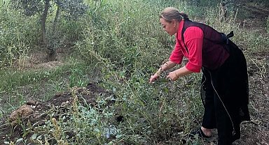 Kantaron bitkisi binbir derde deva