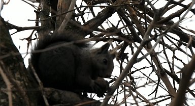 Kar yağmayınca bu sene yaban hayvanlarının uykusu kaçtı