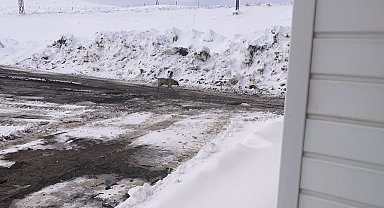 Karayolu üzerine terk edilen başıboş köpekler tehlike saçıyor