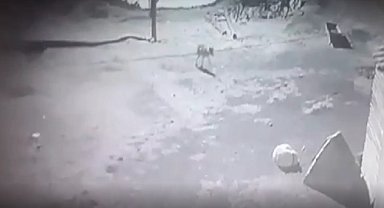 Kars'ta aç kalan kurt, köpeği götürdü, o anlar kaydedildi