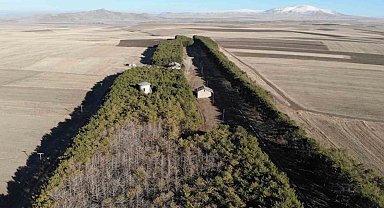 Kars'ta tarihi tren istasyonundaki çam ağaçları kuruyor