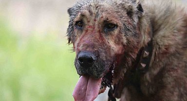 Kasıtlı tahrik edilen köpek 'silahla tehdit' suçu oluşturuyor