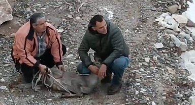 Kayalık alanda sıkışan karaca için ekipler seferber oldu