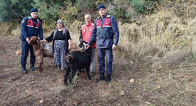 Kayıp keçileri jandarma ekipleri buldu