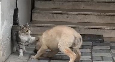Kedi ile köpek patileriyle birbirini sevdi