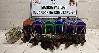 Kıraathaneyi horoz dövüşü ringine çevirmişler