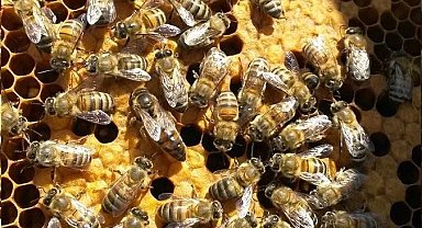 Kırklareli'ndeki 10 bin arılı kovan destekleme programına alındı