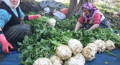 Kış aylarının gözde sebzeleri Salihli'de yetişiyor