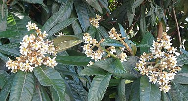 Kış gelini yenidünya ağaçları çiçek açtı