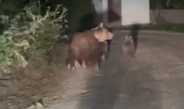 Kış uykusuna yatamayan anne ayı ve yavruları görüntülendi
