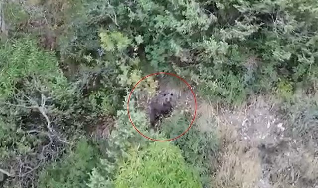 Kış uykusuna yatamayan ayı havadan böyle görüntülendi