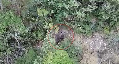 Kış uykusuna yatamayan ayı havadan böyle görüntülendi