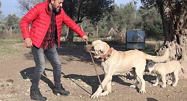 Köpek saldırıları için uzmanı uyardı: "Kaçmayın, göz teması kurmayın"