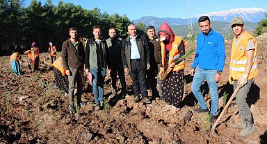 Kumluca'ya 50 dönümlük alanda ikinci bal ormanı