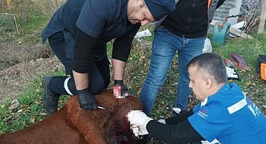 Kurtların saldırdığı at tedavi edildi