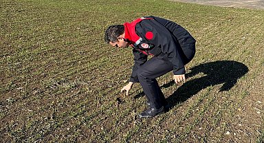 Kütahya'da hububat üretim alanlarında arazi kontrolleri
