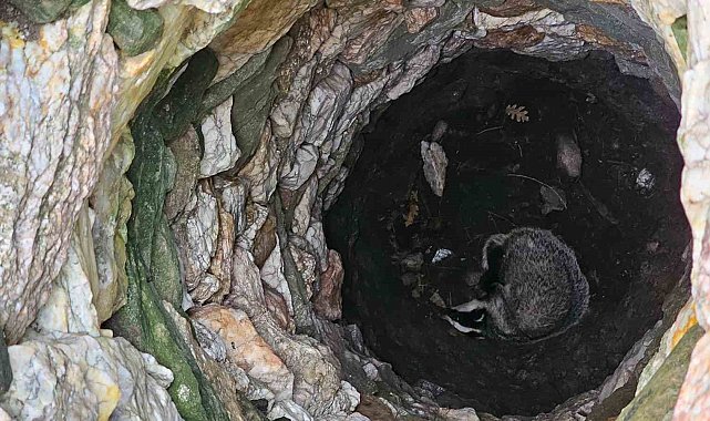 Kuyuya düşen porsuğu ekipler kurtardı