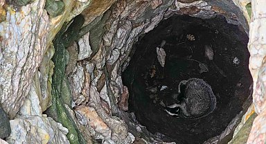 Kuyuya düşen porsuğu ekipler kurtardı