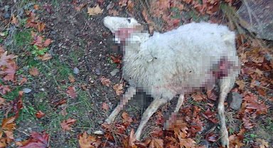 Manisa'da aç kalan kurtlar, koyun sürüsüne saldırdı