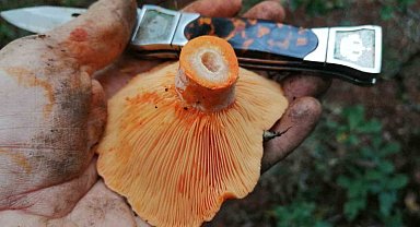 Mantarsevenler ormana döküldü