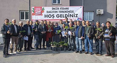 Mersin Büyükşehir Belediyesinden üreticilere incir fidanı desteği