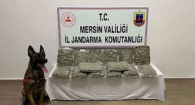 Mersin'de 14 kilo 200 gram skunk ele geçirildi