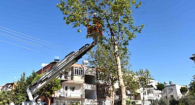 Mersin'de budanan ağaç dalları yakacak olarak dağıtılıyor