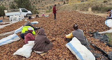 Mersin'de yanan 20 hektarlık orman 6,5 ton sedir tohumu ile yeniden canlanacak