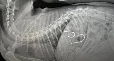 Midesine olta iğneleri saplanan kedi hayata tutundu