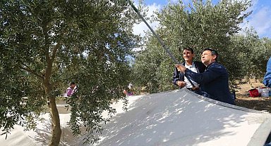 Muğla'da beşinci zeytinyağı kalite yarışması başvuraları başladı
