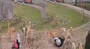 Muş'ta yaşlı kadın korku dolu anlar yaşadı! Bir anda köpekler saldırdı, kuduz iddiasına Valilik'ten açıklama