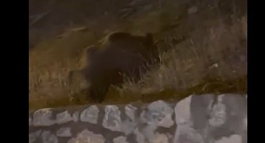 Muş'ta yaban domuzları şehir merkezine indi