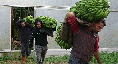 Muzda hasat sezonu başladı, bahçede 16-18 TL