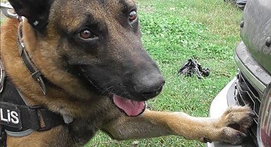 Narkotik köpeği "Poyraz" ayın birincisi seçildi