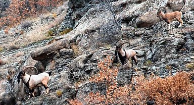 Nesli tehlike altındaki hayvanlar için envanter çalışması yapıldı